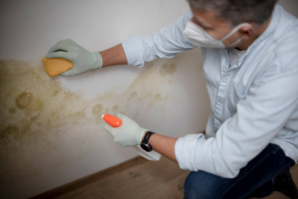 Best Black Mold Removal  in Newark, DE